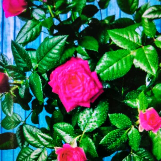 🌸漂漂🌸如雪