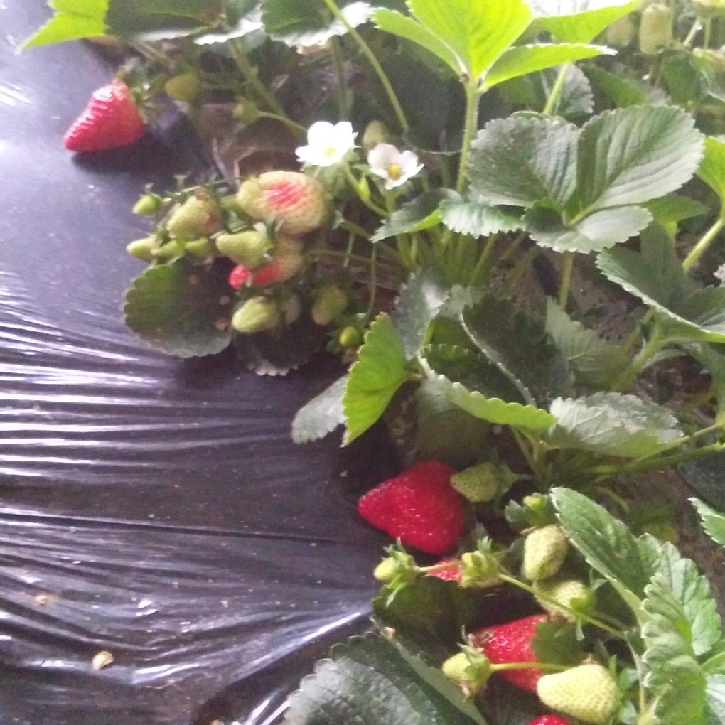 快乐人生 种草莓