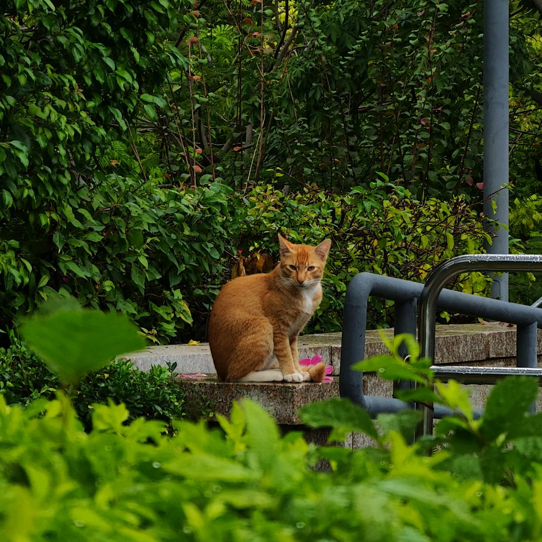 胡苏猫