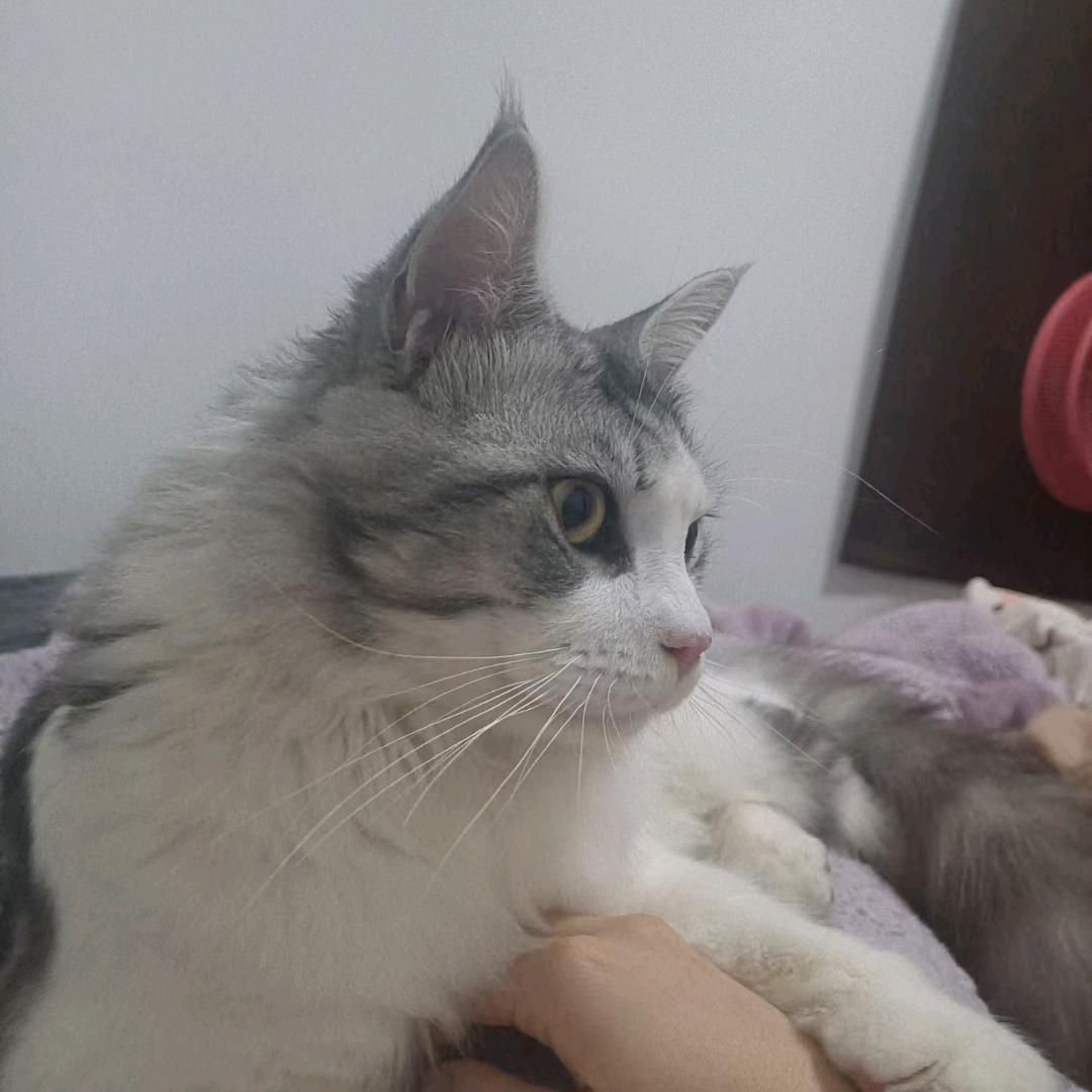 安妮和归归的日记