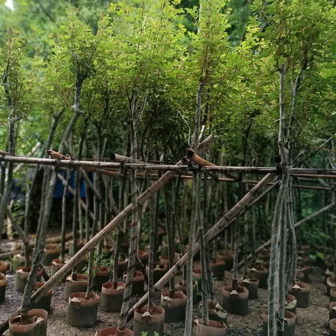 用户534592盛兴花木场