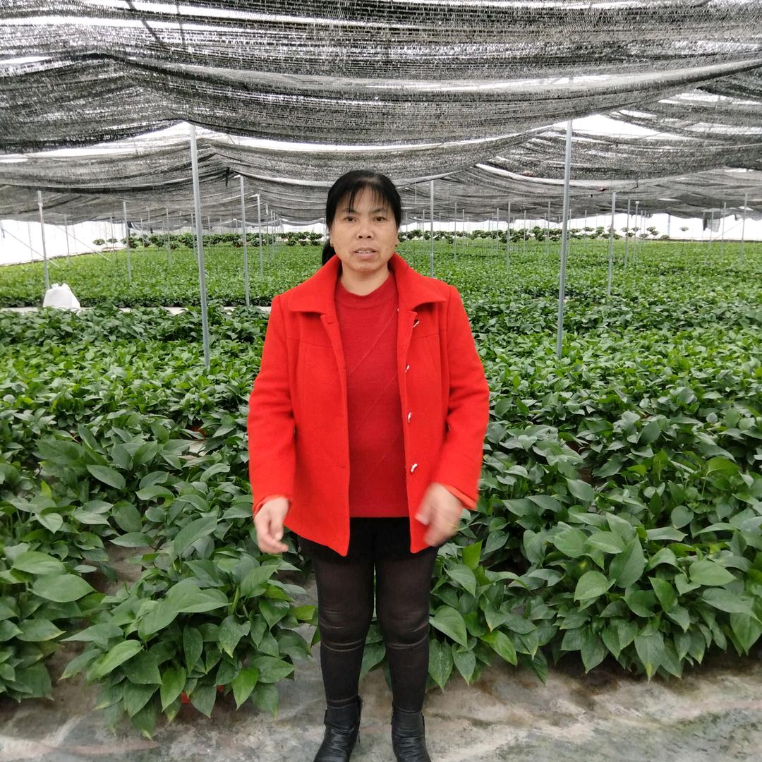 绿植基地