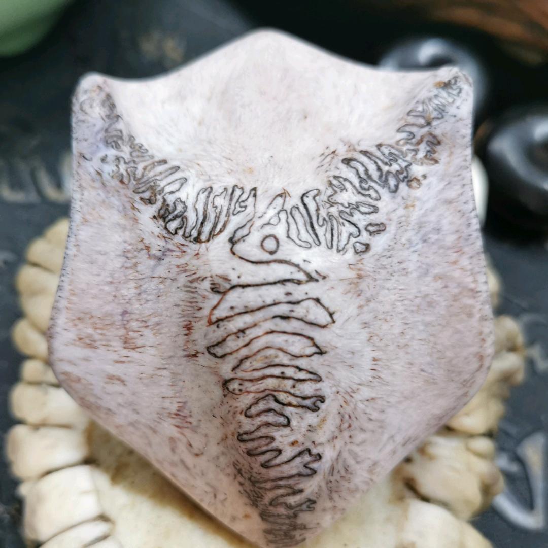 鹿小胖家
