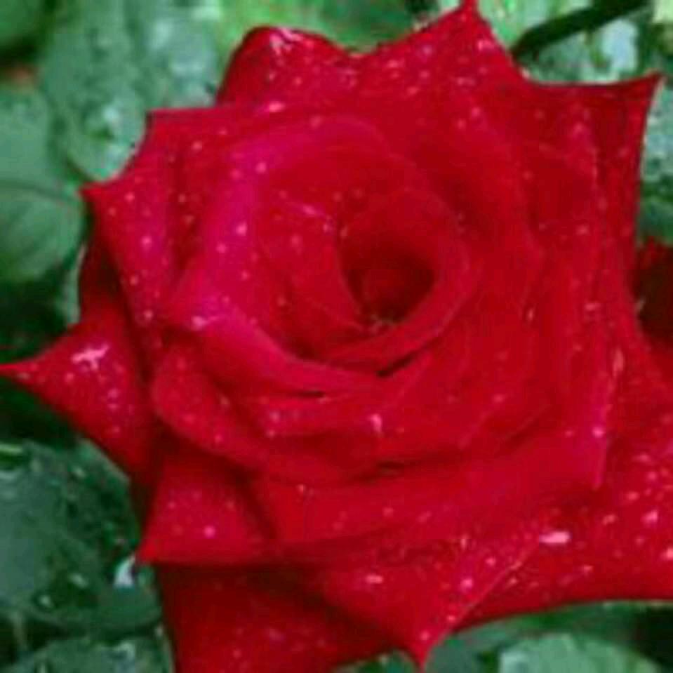 温柔的阳光（不定时直播）