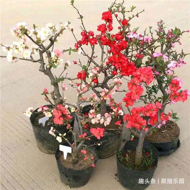 云中鹤