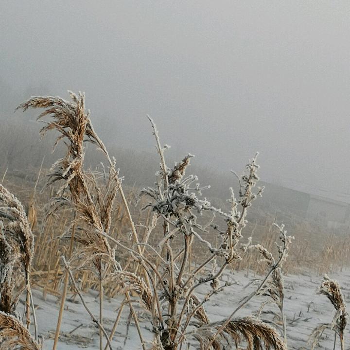 芦冬