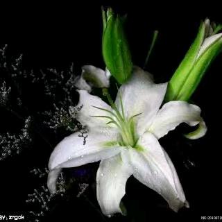 🐴5⃣🐏7⃣🐒9⃣