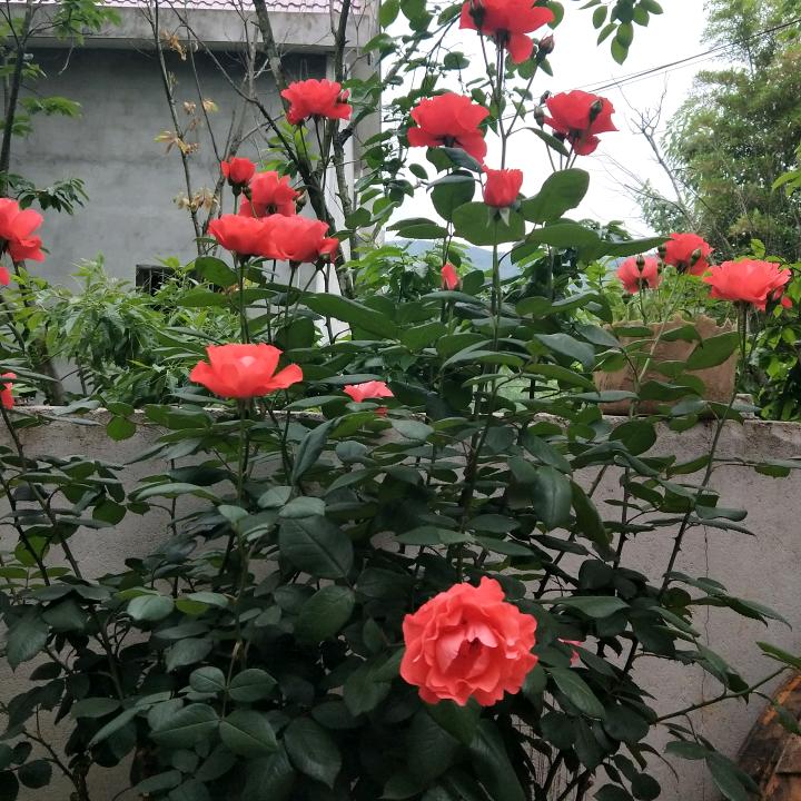 胡秋