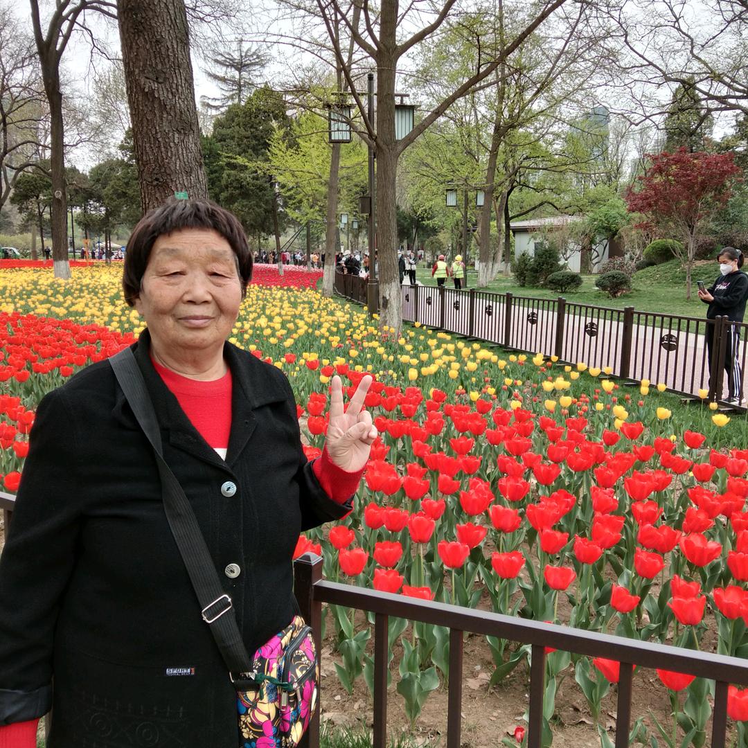 油菜花