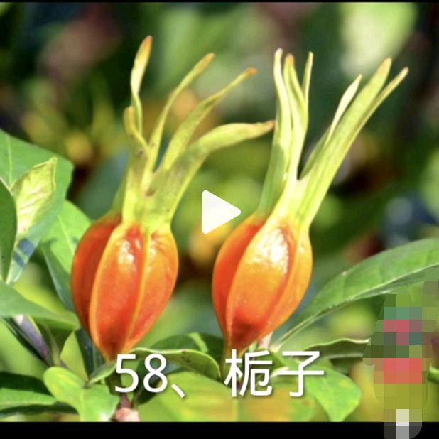 心灵犀