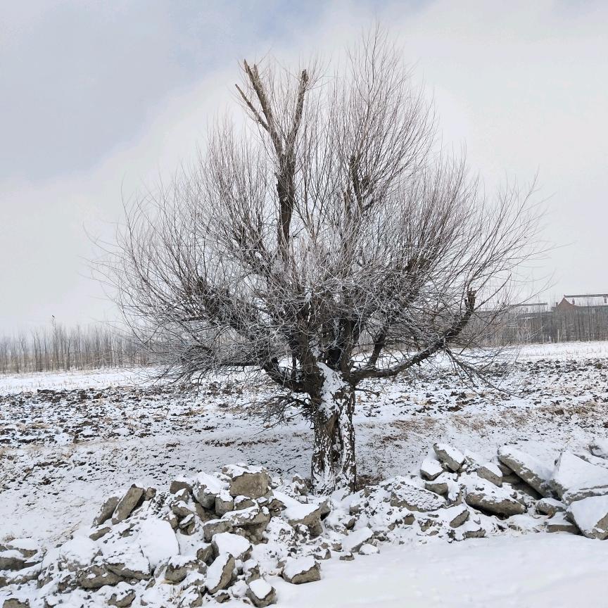 一只吃饭长不胖的🐷