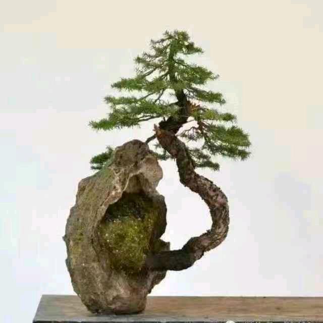 树行者