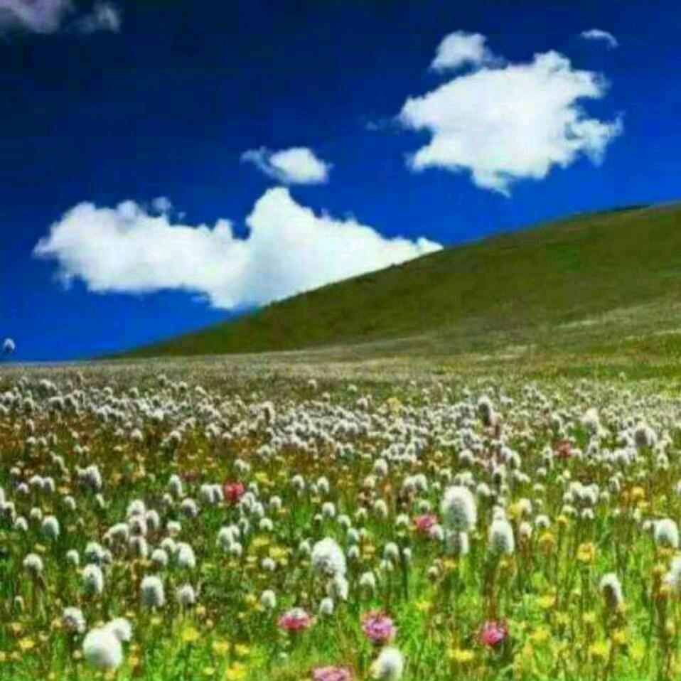 རྩ་ཐང།