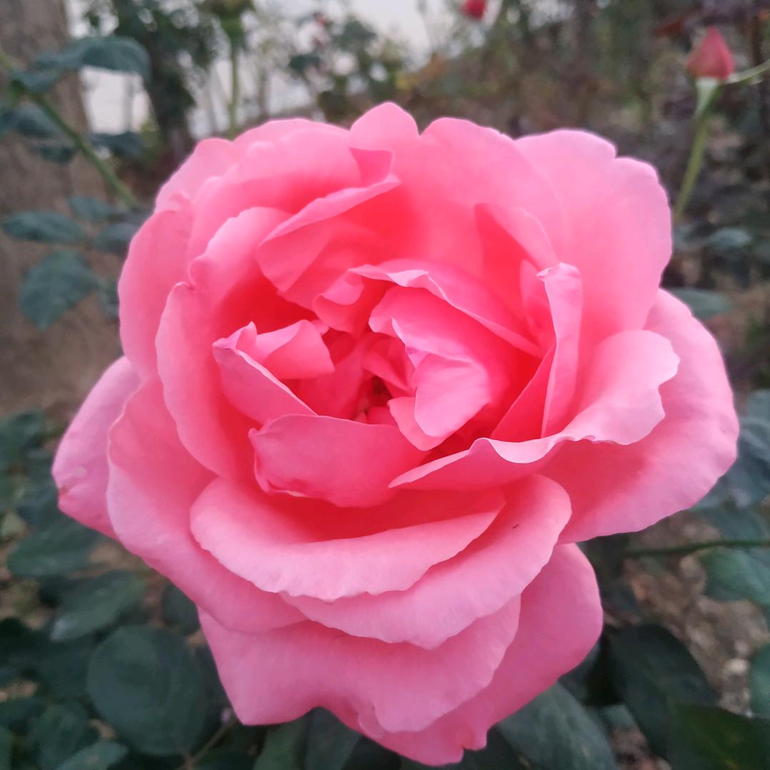 文竹（袁飞农技推广中心）