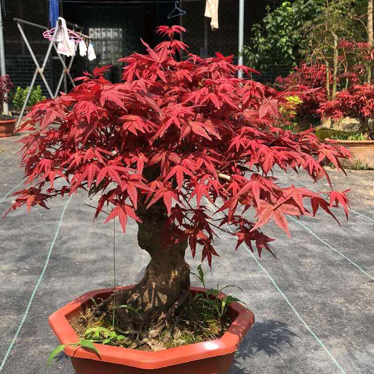 发武花卉苗木