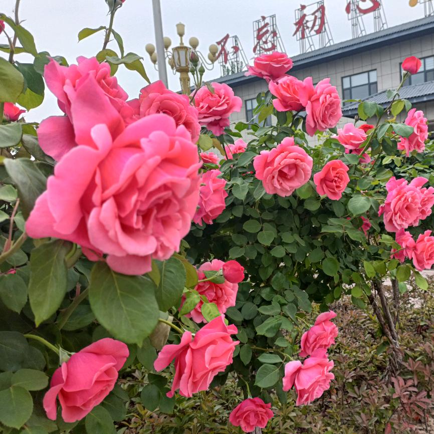 知足  常乐