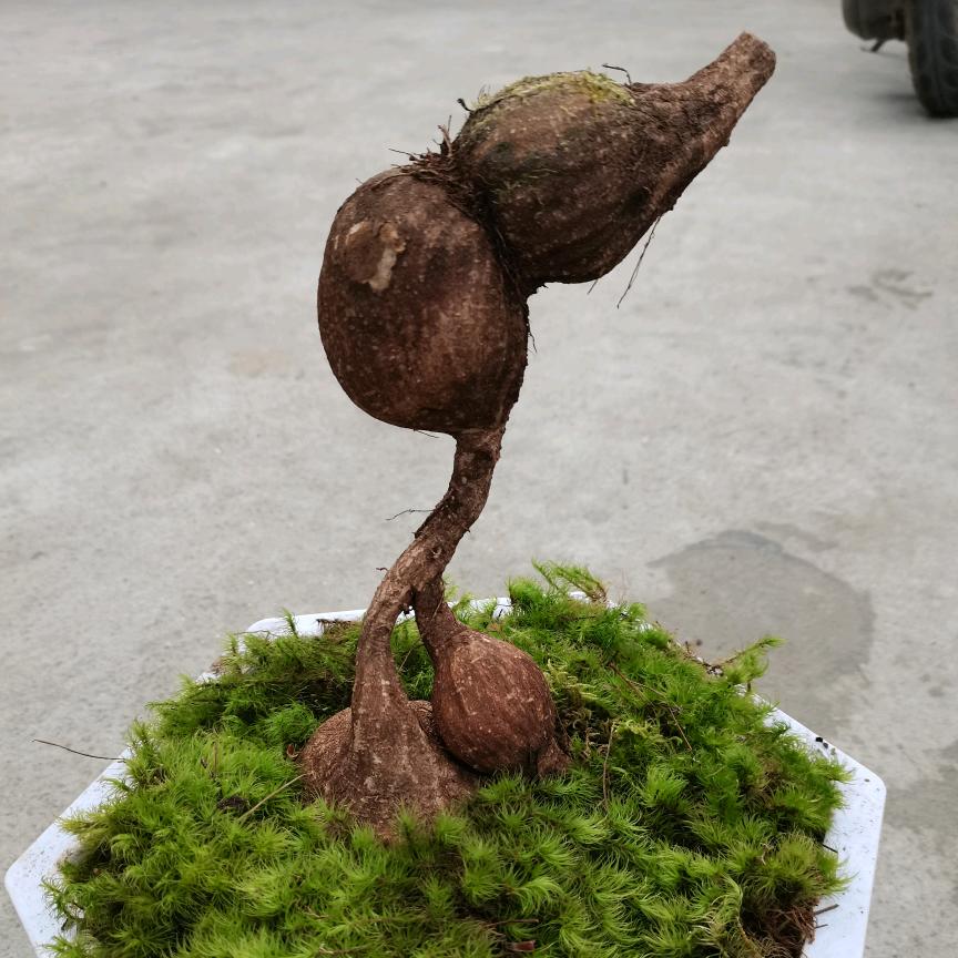 小扬家园艺花卉铺
