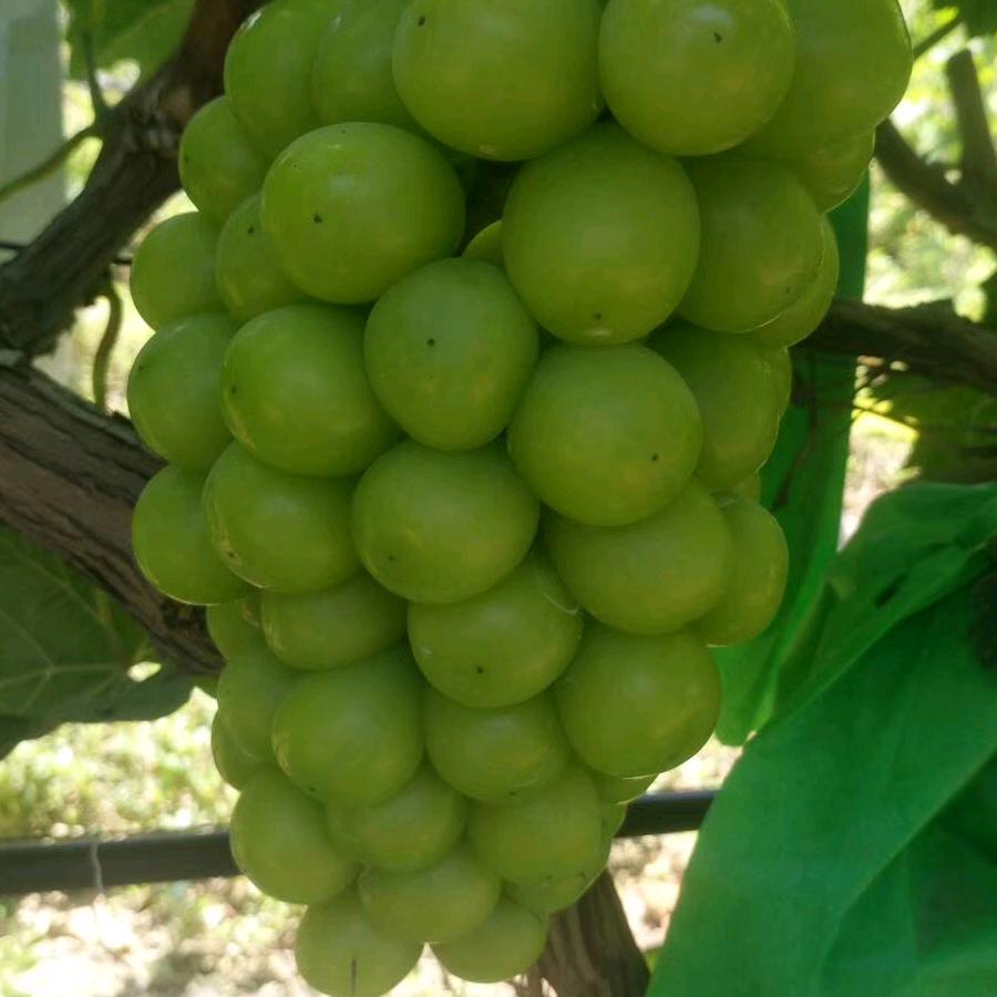 睢县西玫瑰香葡萄采摘园鲍豆豆