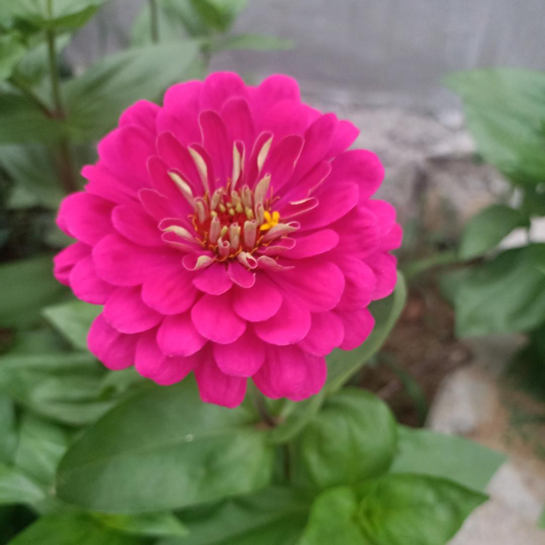 夏昱