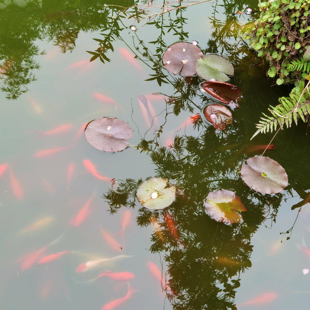 成都波哥