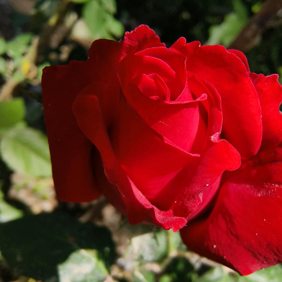 来自鄂伦春的我