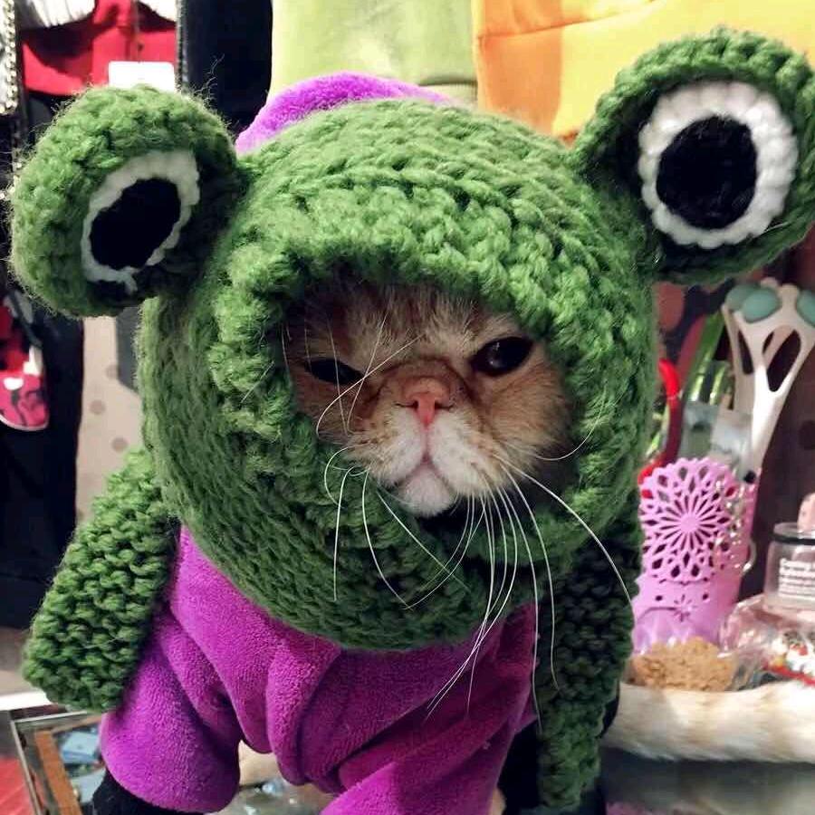 猫宅生活号