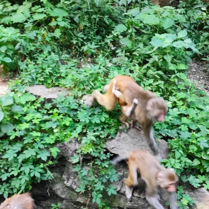 亮剑