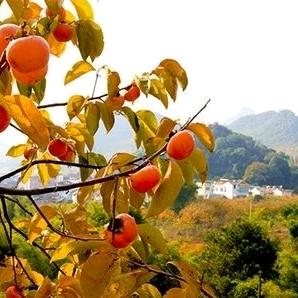 莲花莲红农资店