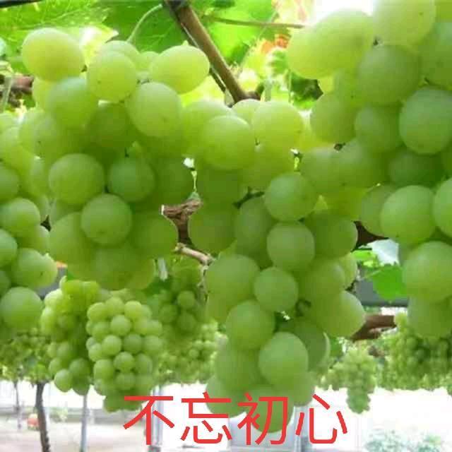 🍎不忘初心🍎