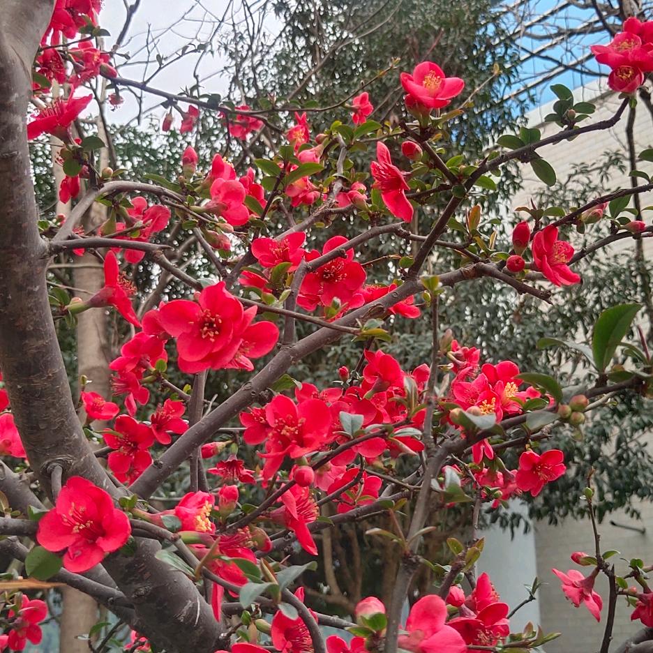 ❤❤❤❤❤猕猴桃