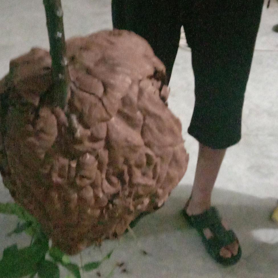 忍