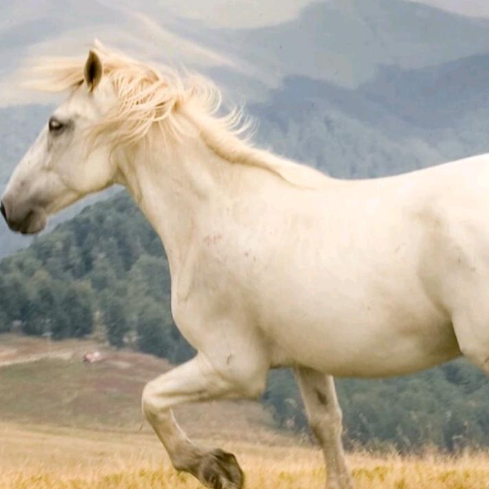 野马🐎