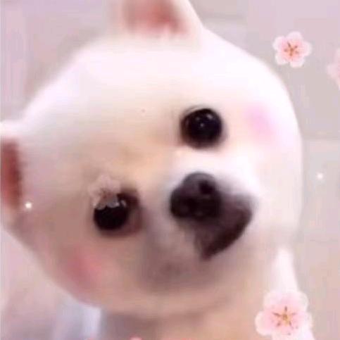 咪宝