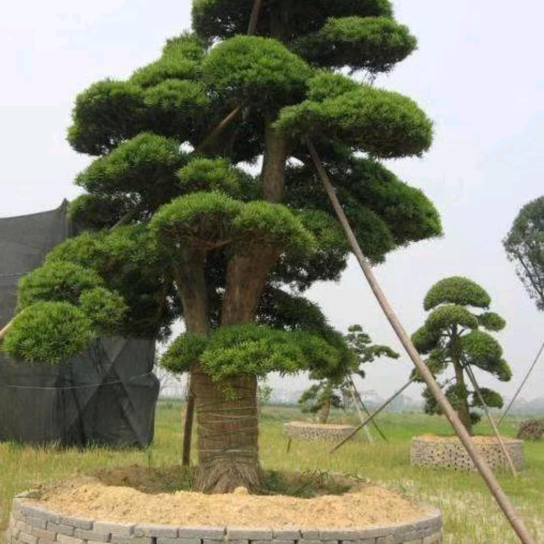 青山有好水
