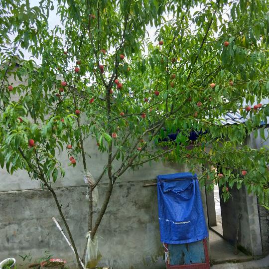 建设工人蔡志胜