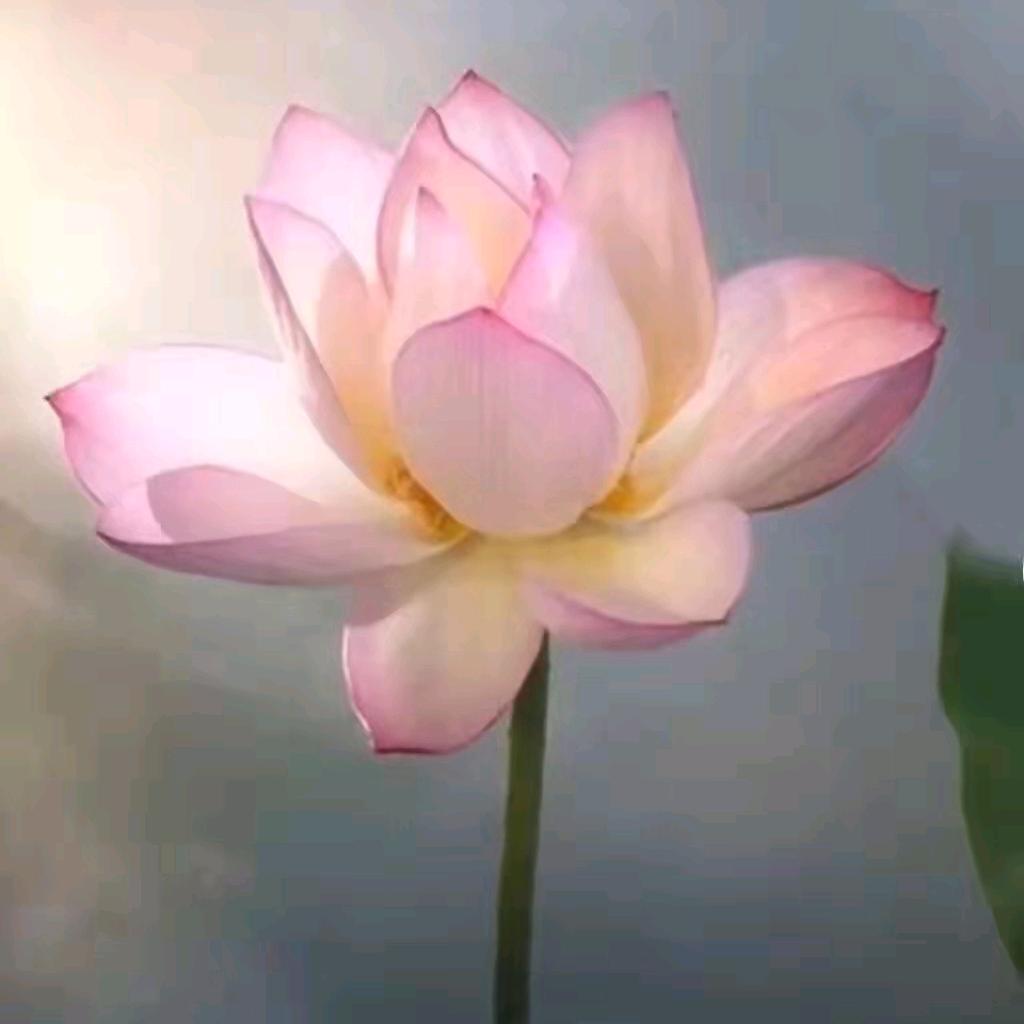 大丫儿