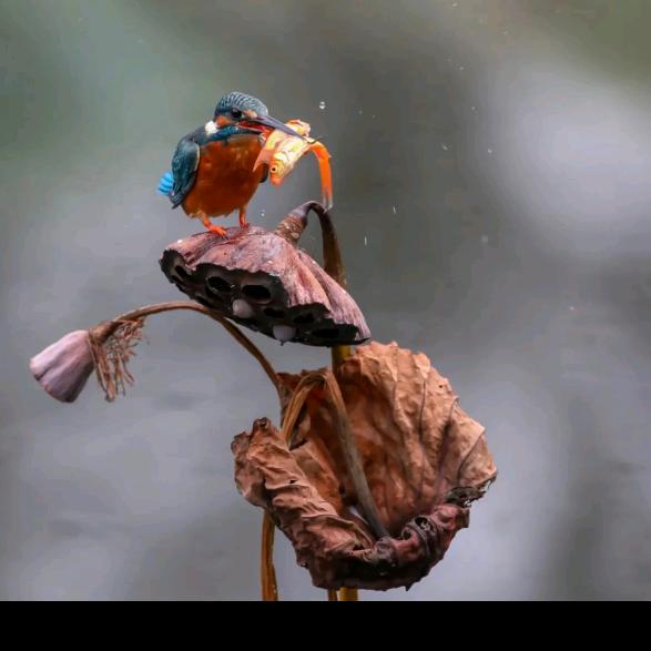 库车明樾艺术美术+书法