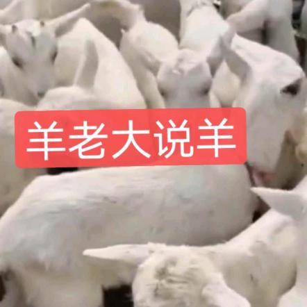 羊老大养殖原产地