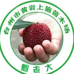 杨梅苗 太秋甜柿苗_上施苗木场