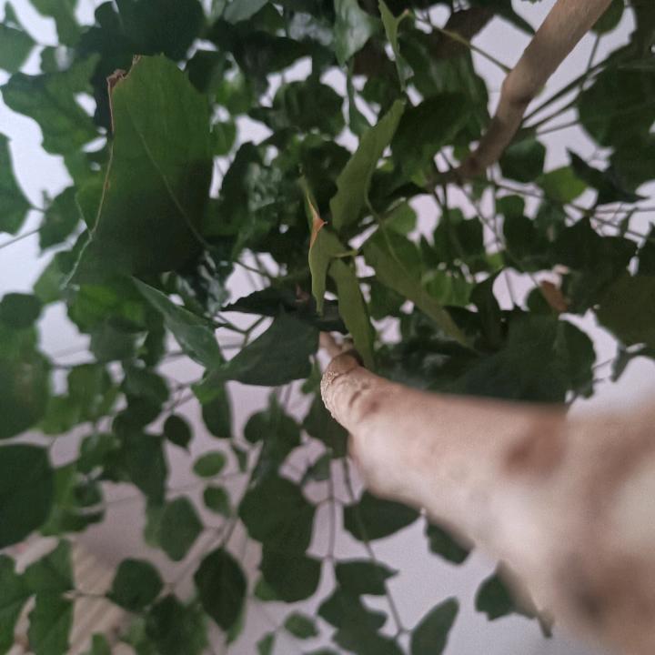 、呮願噯着伱