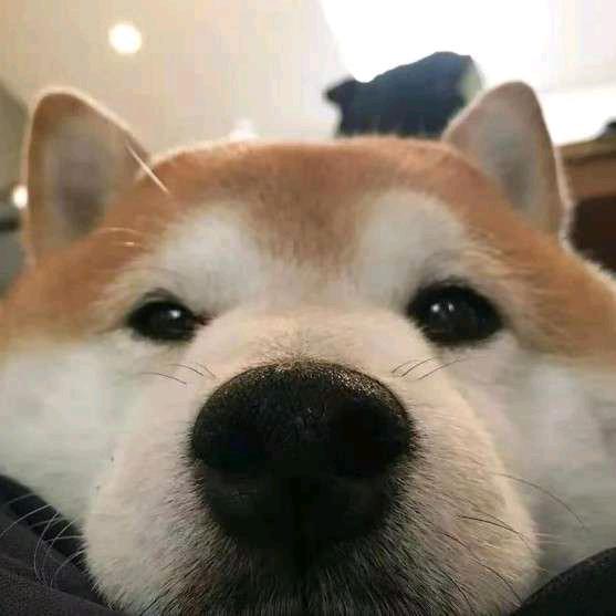 猪申