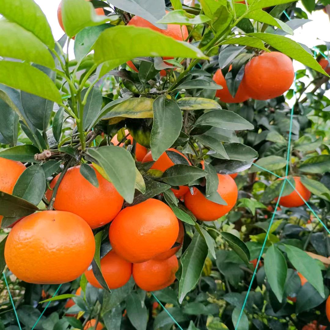 ℋღ᭄缺氧的鱼🍒᭄💞࿐