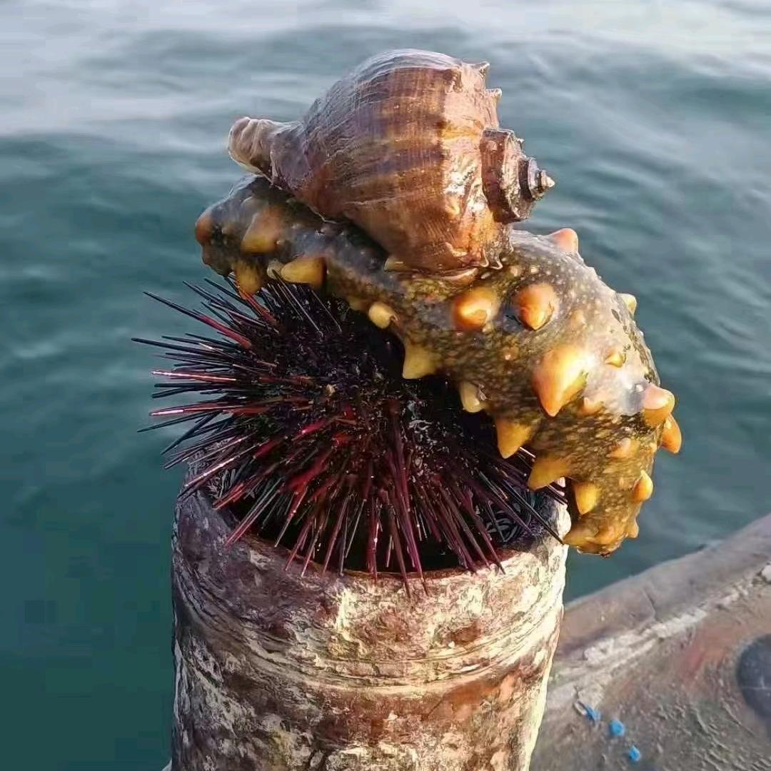 长海姑爷