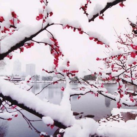 @：踏雪寻梅