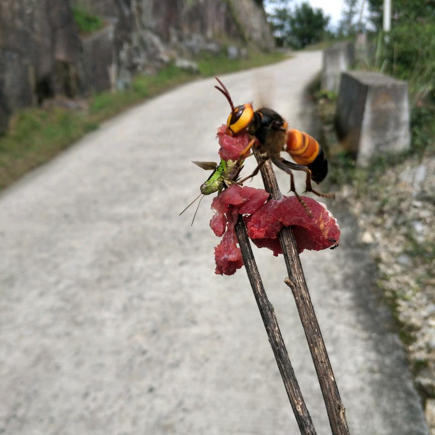 山里的秘密