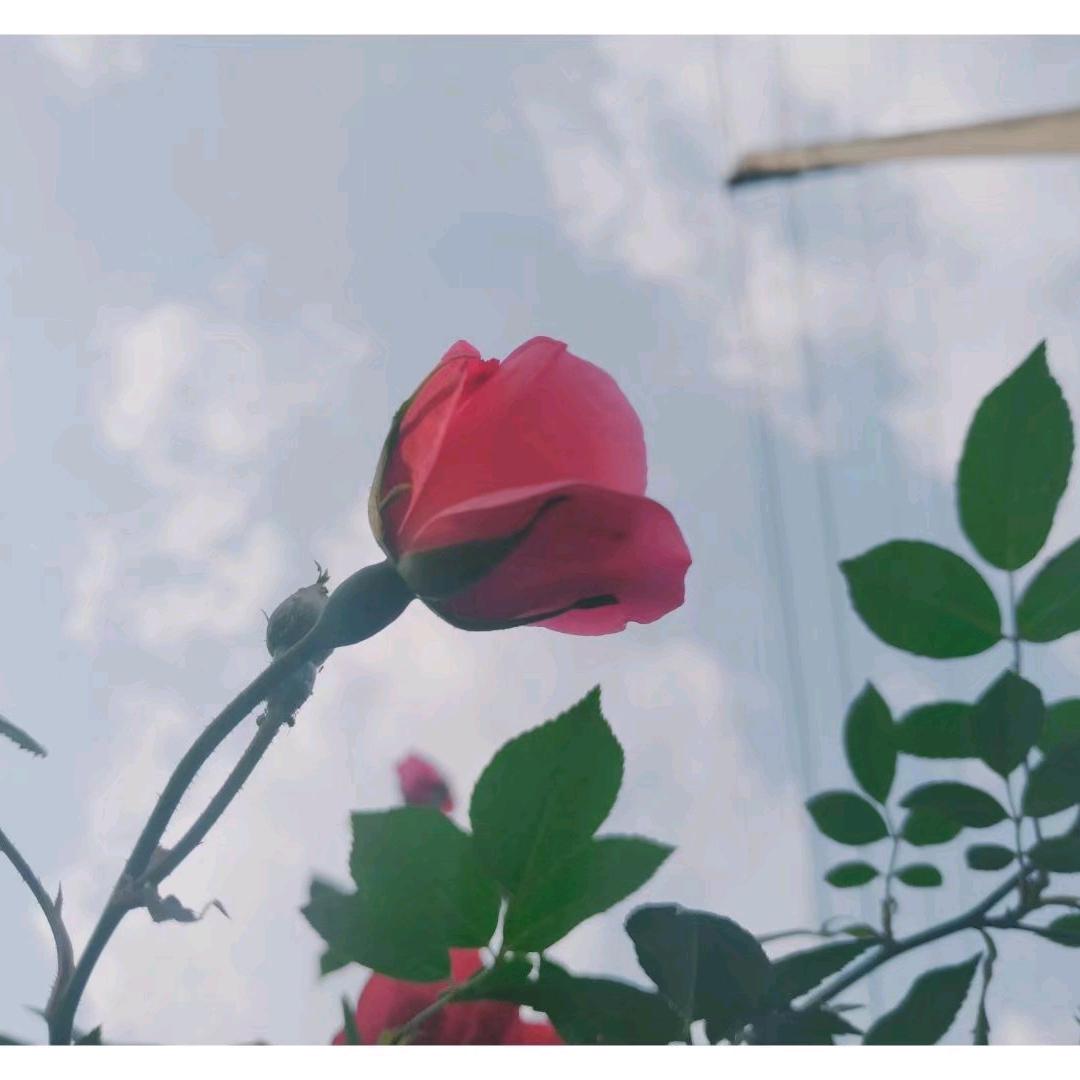 向着太阳迎着光