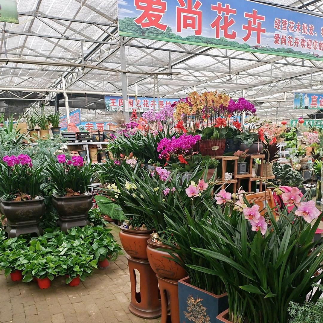永城市高庄镇爱尚花卉店
