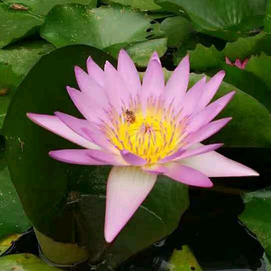 蔷薇花开