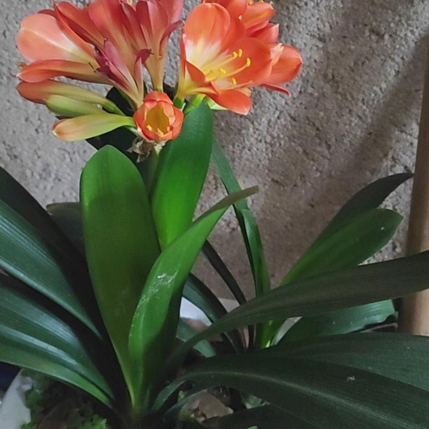 美好生活（商品在橱窗）