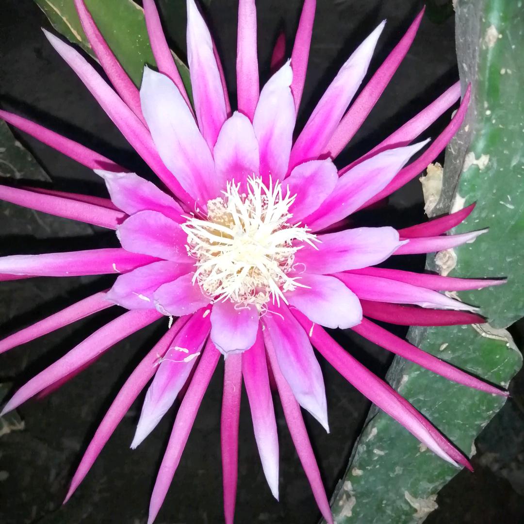 宏伟火龙果草莓种植基地